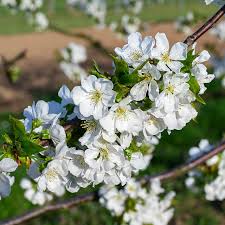 Attēlu rezultāti vaicājumam “Prunus avium flower”