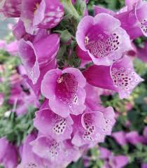Attēlu rezultāti vaicājumam “Digitalis purpurea”