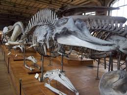 Image result for Hyperoodon ampullatus