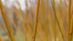 Attēlu rezultāti vaicājumam “Salix x fragilis”