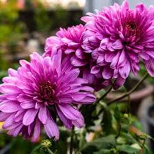 Image result for Chrysanthemum sebatense