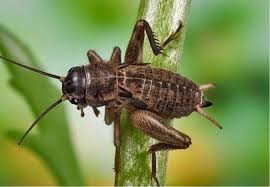 Attēlu rezultāti vaicājumam “Gryllus domesticus”