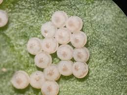 Attēlu rezultāti vaicājumam “Mamestra brassicae pupa”