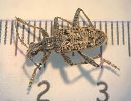 Attēlu rezultāti vaicājumam “Rhagium inquisitor”