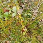 Attēlu rezultāti vaicājumam “Hammarbya paludosa fruit”