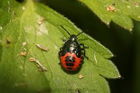 Attēlu rezultāti vaicājumam “Zicrona caerulea nymph”