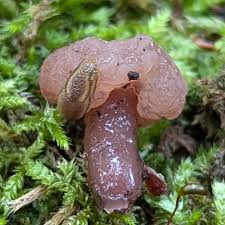 Attēlu rezultāti vaicājumam “Neocudoniella albiceps”