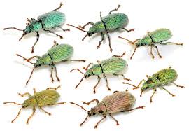 Attēlu rezultāti vaicājumam “Phyllobius”