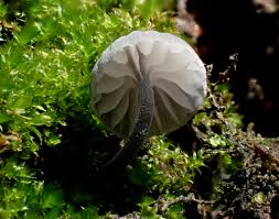 Attēlu rezultāti vaicājumam “Mycena pseudocorticola”