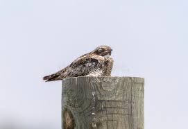 Image result for Chordeiles minor