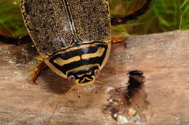Attēlu rezultāti vaicājumam “Acilius sulcatus female”
