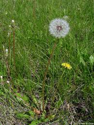 Attēlu rezultāti vaicājumam “Taraxacum suecicum”