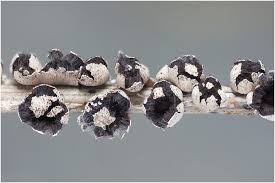 Attēlu rezultāti vaicājumam “Diderma rufostriatum”