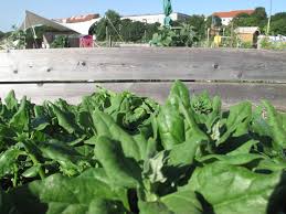 Image result for Neuseeländer Salat