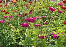 Image result for Alonsoa liniflora