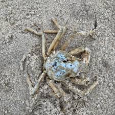 Image result for Hyas araneus