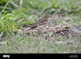 Image result for Anthus gustavi