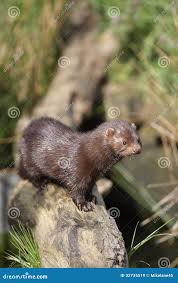 Attēlu rezultāti vaicājumam “Mustela vison”