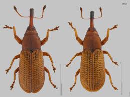 Attēlu rezultāti vaicājumam “Magdalis sp.”