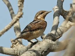 Attēlu rezultāti vaicājumam “Jynx torquilla adult”