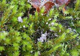 Attēlu rezultāti vaicājumam “Pohlia bulbifera”