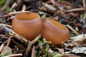 Attēlu rezultāti vaicājumam “Dumontinia tuberosa”