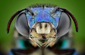 Attēlu rezultāti vaicājumam “Licea minima macro”