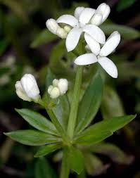 Image result for Galium odoratum