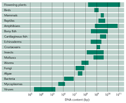 Image result for genome sizes