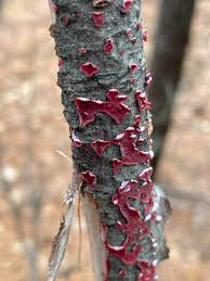 Attēlu rezultāti vaicājumam “Peniophora rufa”