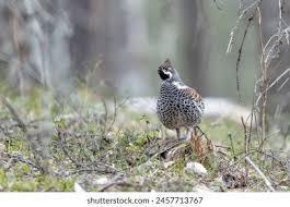 Attēlu rezultāti vaicājumam “Tetrastes bonasia eggs”