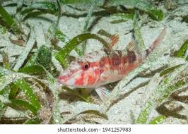 Image result for Pseudupeneus maculatus