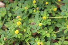 Attēlu rezultāti vaicājumam “Medicago lupulina”