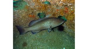 Image result for Mycteroperca microlepis