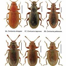 Attēlu rezultāti vaicājumam “Dienerella elongata”