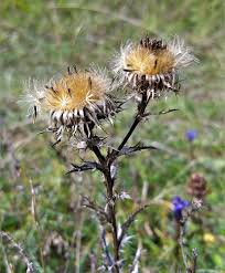 Attēlu rezultāti vaicājumam “Carlina vulgaris”