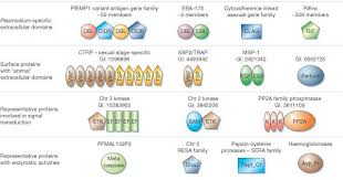 Attēlu rezultāti vaicājumam “Oligonema favogineum plasmodium”