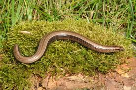 Attēlu rezultāti vaicājumam “Anguis fragilis”