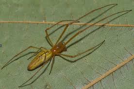 Attēlu rezultāti vaicājumam “Tetragnatha extensa”