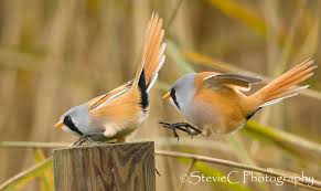 Attēlu rezultāti vaicājumam “Panurus biarmicus”