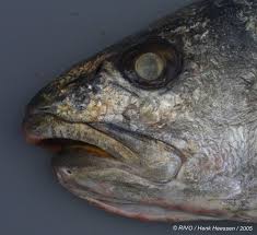 Image result for Argyrosomus regius