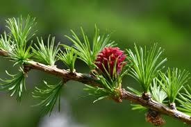 Attēlu rezultāti vaicājumam “Larix decidua”