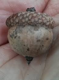 Attēlu rezultāti vaicājumam “Quercus rubra fruit”