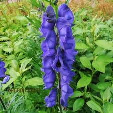 Attēlu rezultāti vaicājumam “Aconitum napellus”