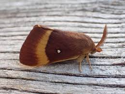 Attēlu rezultāti vaicājumam “Lasiocampa quercus”