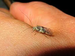 Attēlu rezultāti vaicājumam “Psococerastis gibbosa”