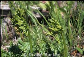 Attēlu rezultāti vaicājumam “Botrychium multifidum”