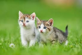 Attēlu rezultāti vaicājumam “Felis silvestris catus juvenile”