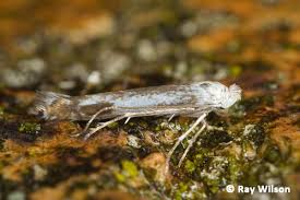 Attēlu rezultāti vaicājumam “Lyonetiidae”