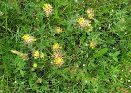 Attēlu rezultāti vaicājumam “Anthyllis vulneraria”